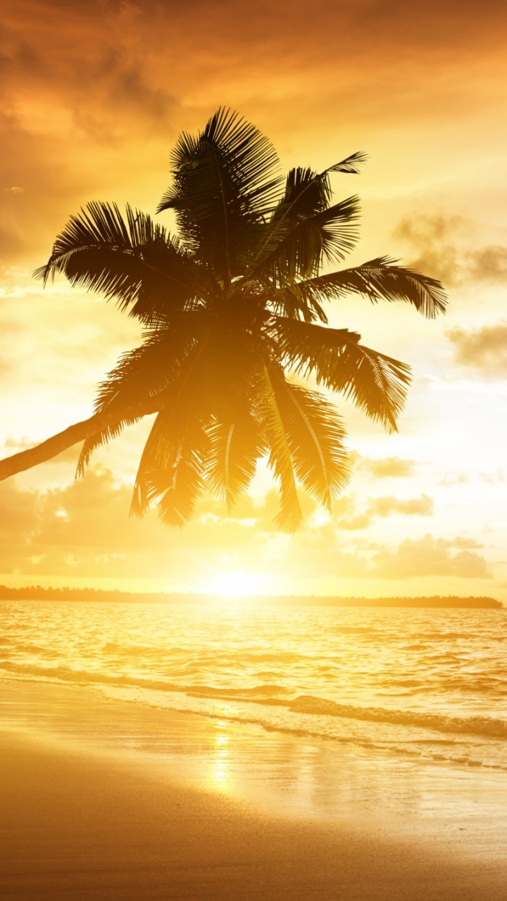 Palm Tree Near Sea During Sunset. Wallpaper in 720x1280 Resolution