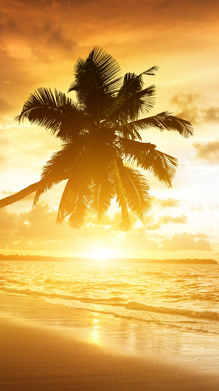 Palm Tree Near Sea During Sunset. Wallpaper in 750x1334 Resolution