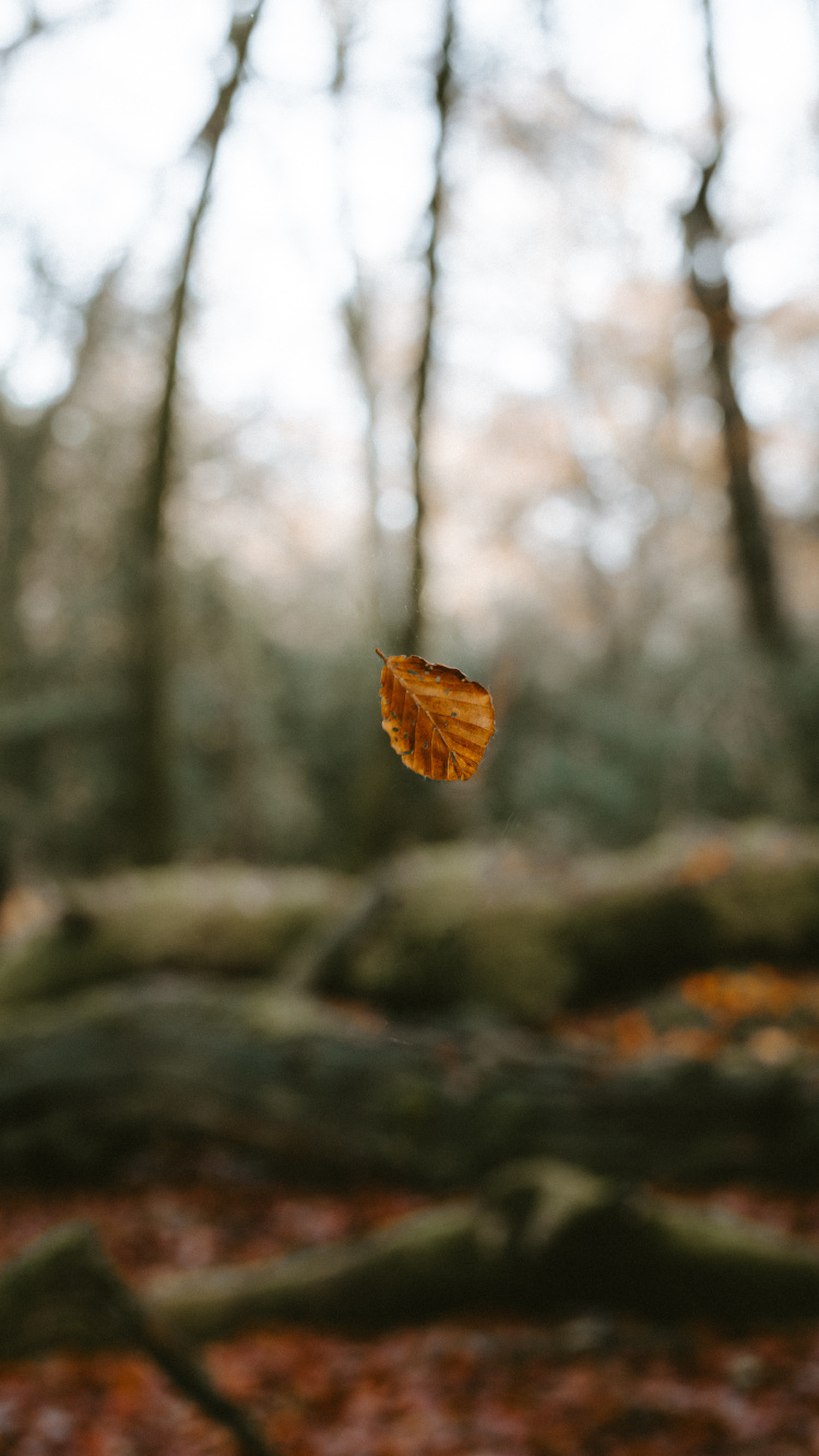 Braunes Getrocknetes Blatt Auf Ast. Wallpaper in 750x1334 Resolution