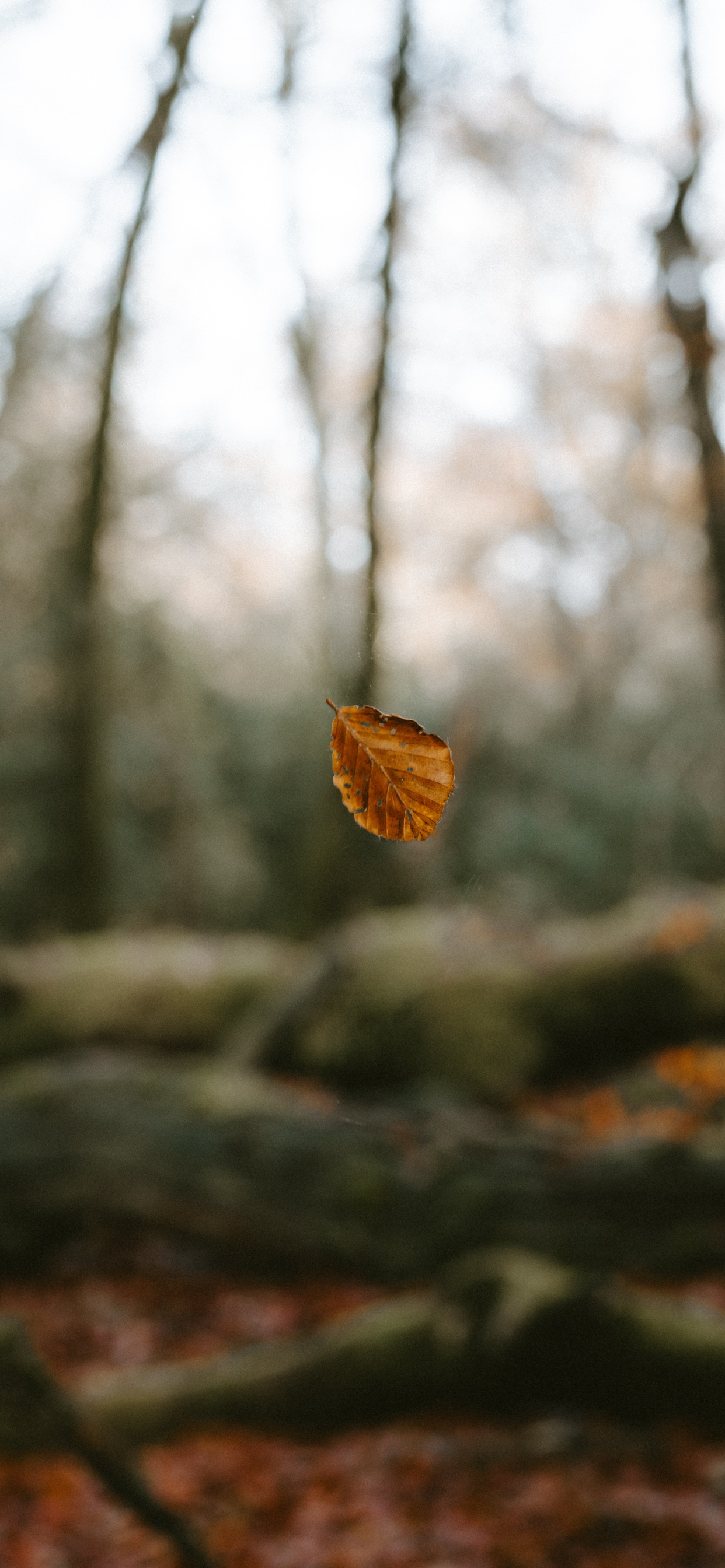 Brown Dried Leaf on Tree Branch. Wallpaper in 1242x2688 Resolution