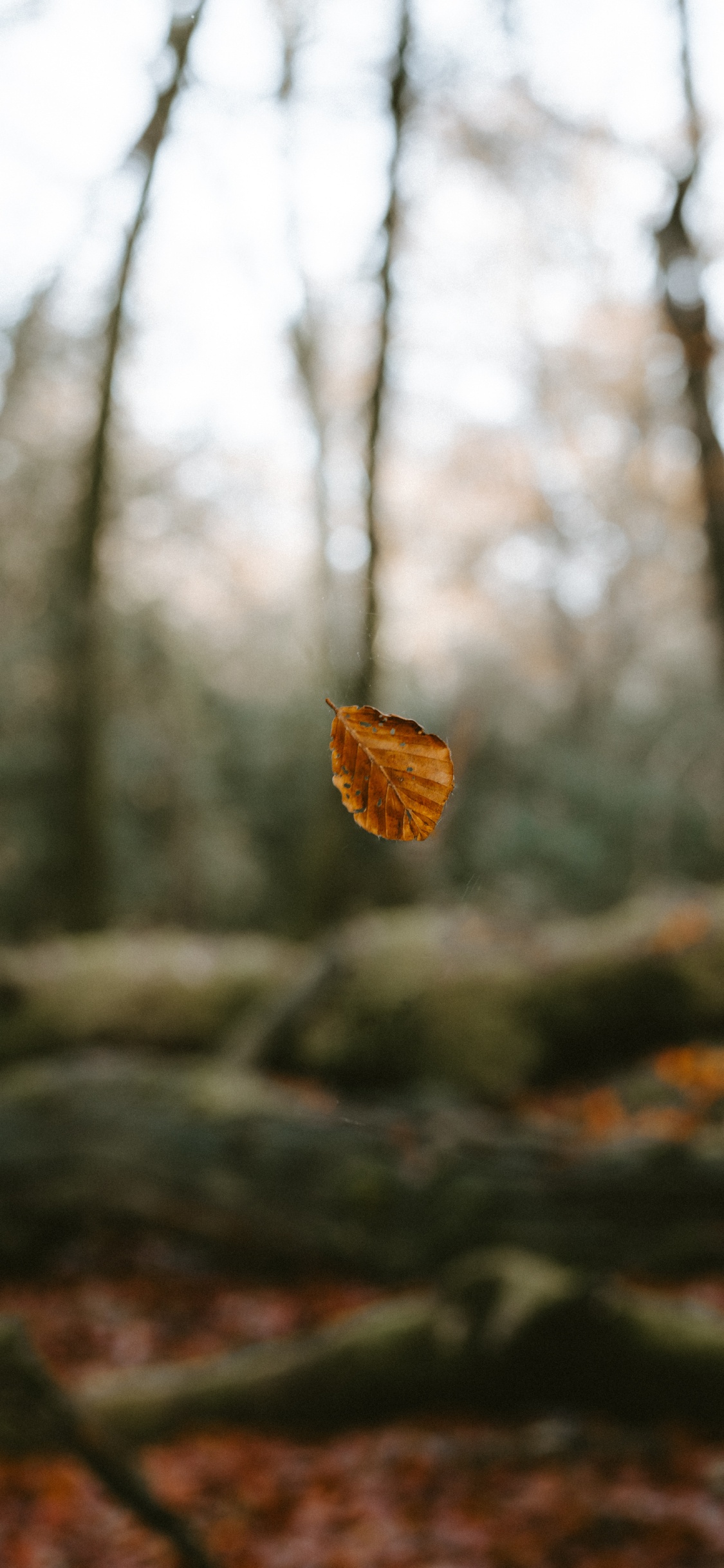 Feuille Séchée Brune Sur Une Branche D'arbre. Wallpaper in 1125x2436 Resolution