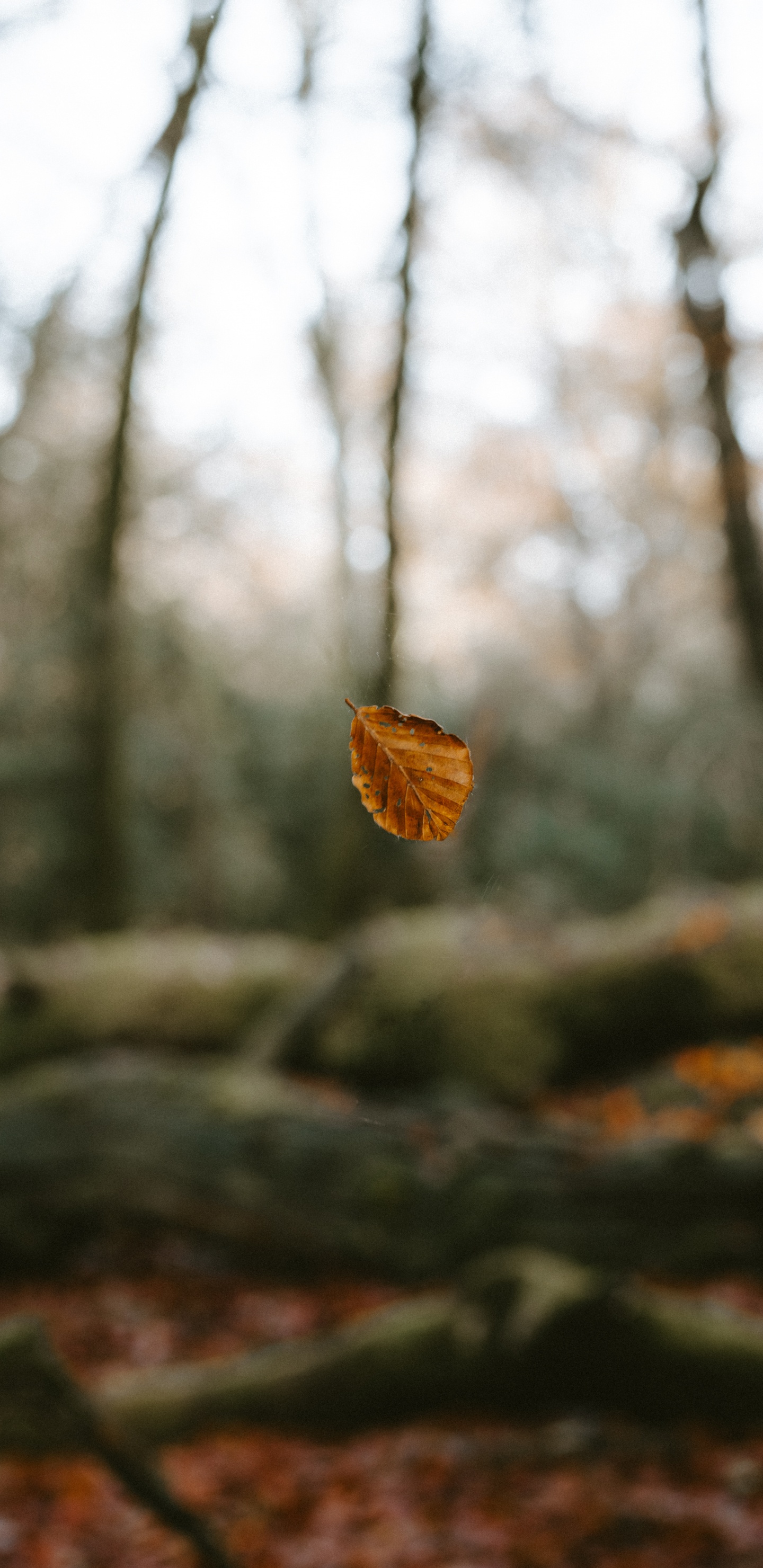 Feuille Séchée Brune Sur Une Branche D'arbre. Wallpaper in 1440x2960 Resolution