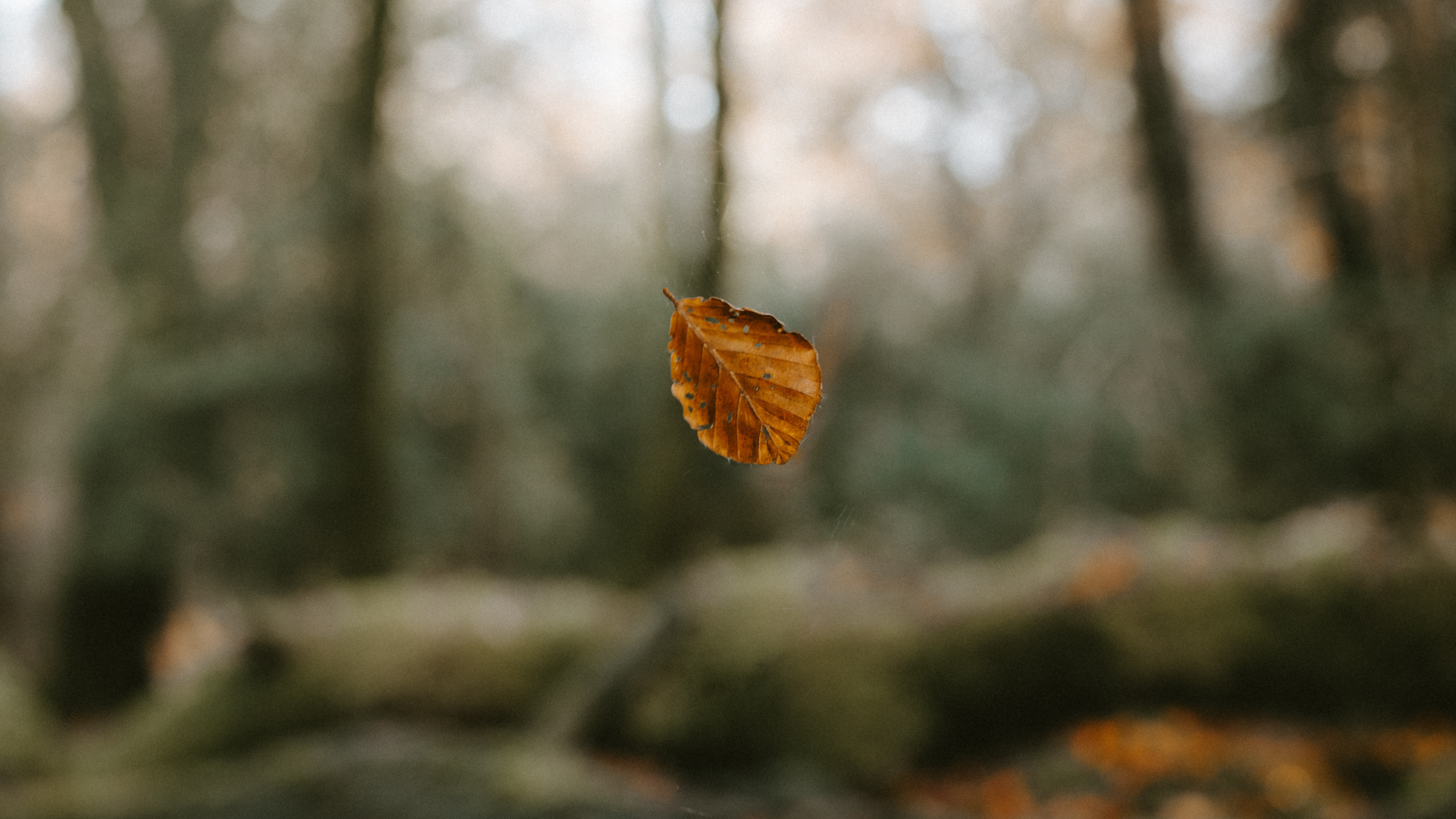 Feuille Séchée Brune Sur Une Branche D'arbre. Wallpaper in 2560x1440 Resolution