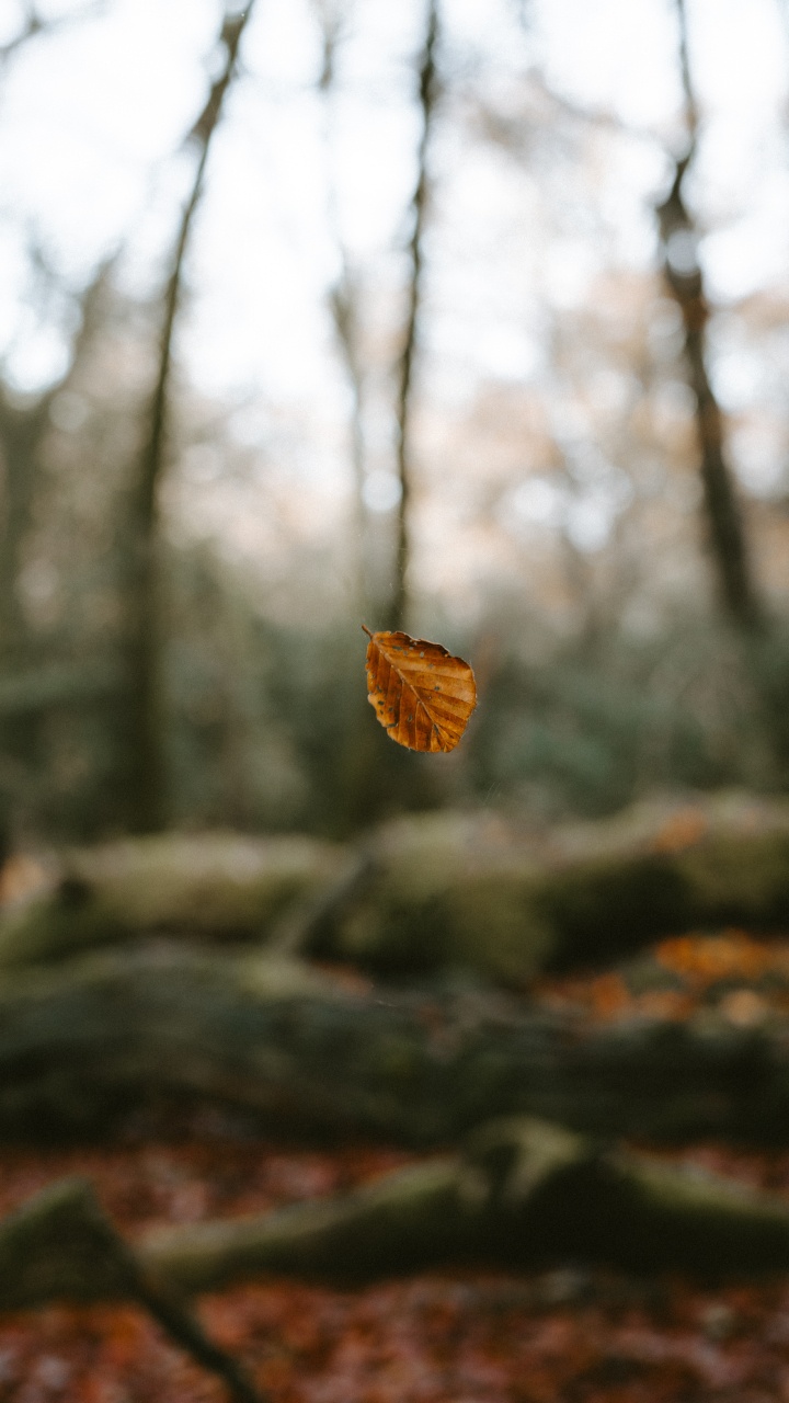Feuille Séchée Brune Sur Une Branche D'arbre. Wallpaper in 720x1280 Resolution