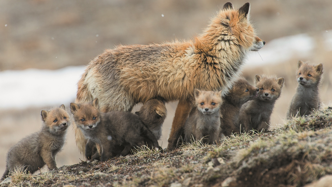Brown Fox and Brown Fox on Green Grass During Daytime. Wallpaper in 1280x720 Resolution