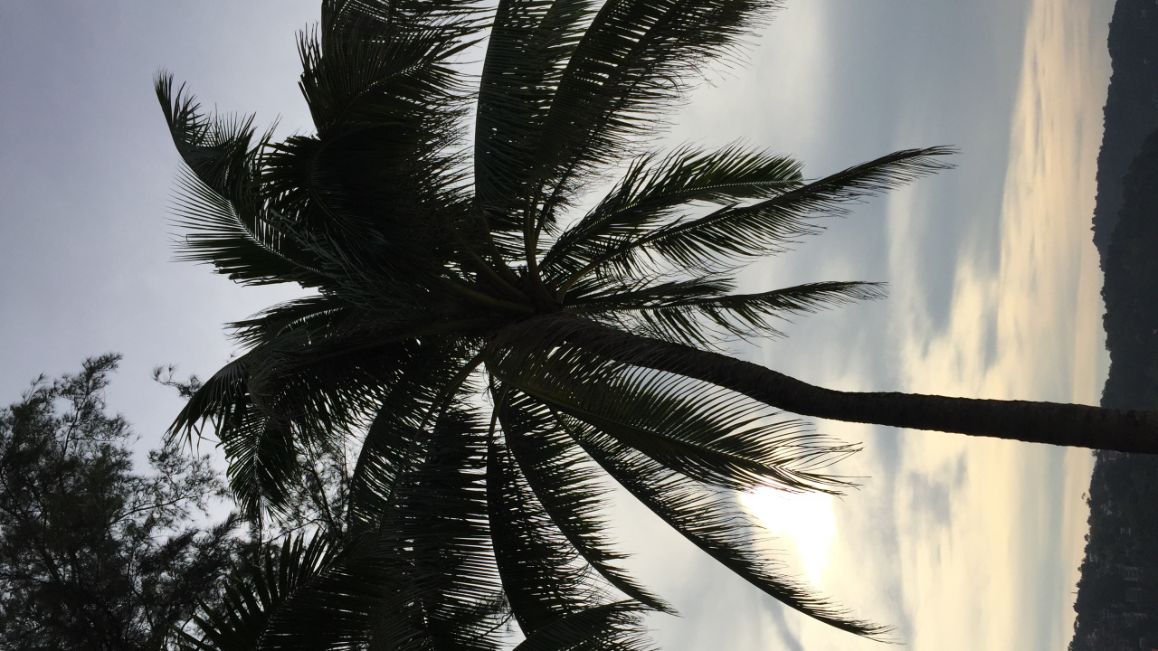 Palm Trees, Date Palm, Woody Plant, Sunlight, Terrestrial Plant. Wallpaper in 1280x720 Resolution