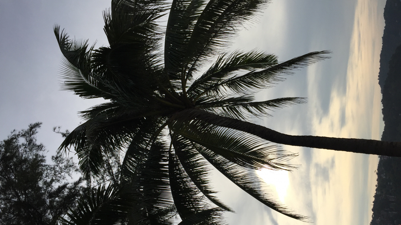 Palm Trees, Date Palm, Woody Plant, Sunlight, Terrestrial Plant. Wallpaper in 1366x768 Resolution