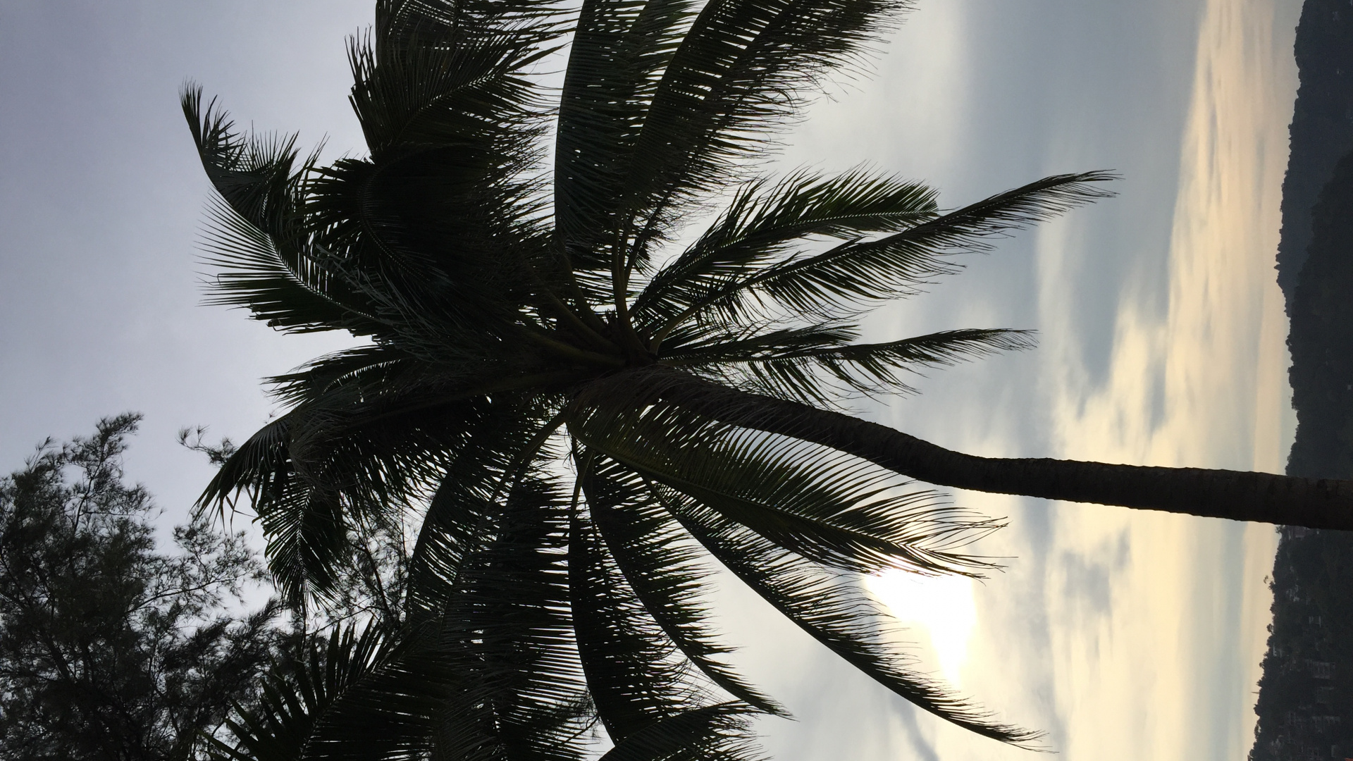 Palm Trees, Date Palm, Woody Plant, Sunlight, Terrestrial Plant. Wallpaper in 1920x1080 Resolution