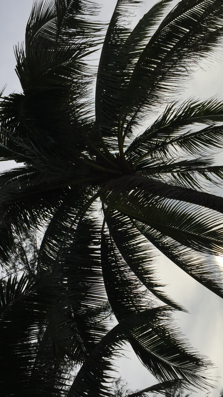 Palm Trees, Date Palm, Woody Plant, Sunlight, Terrestrial Plant. Wallpaper in 750x1334 Resolution