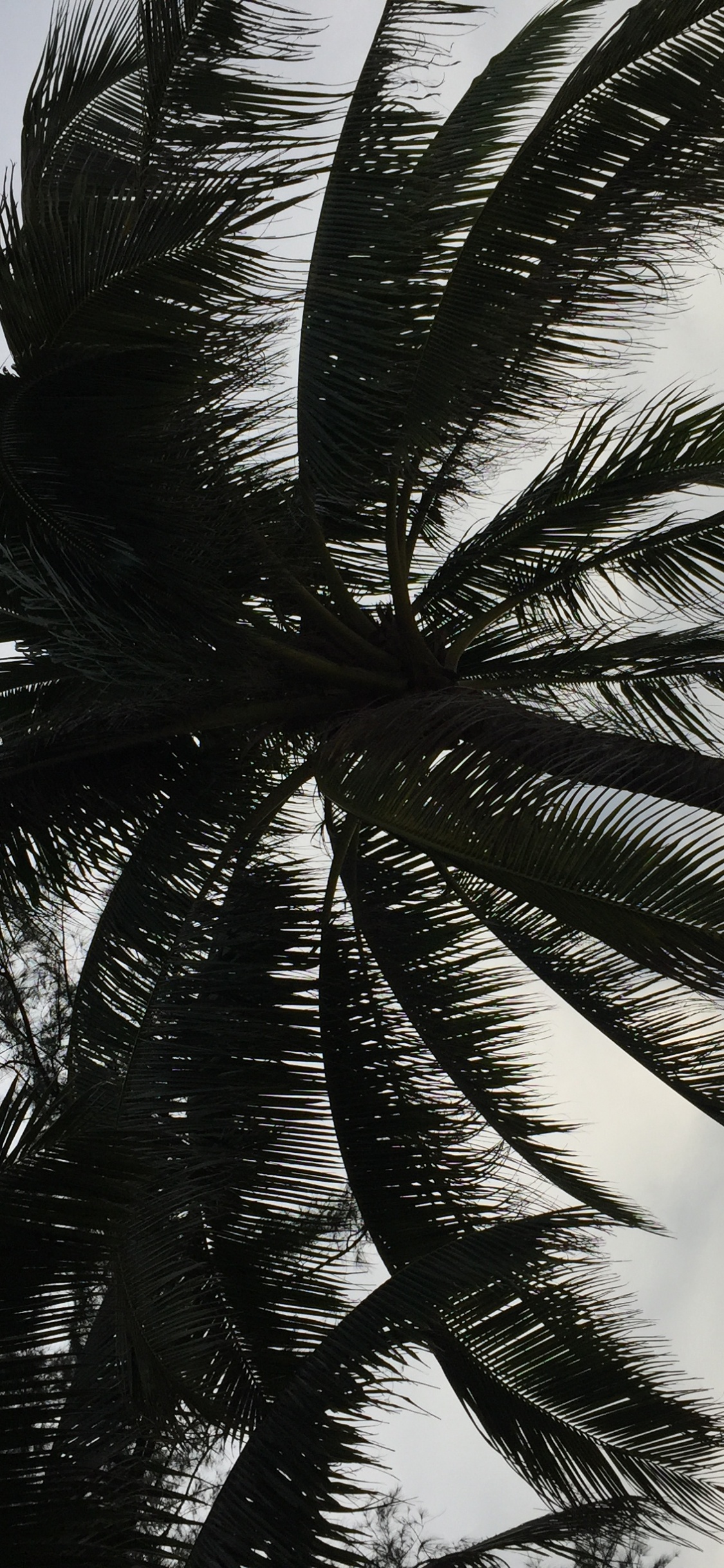 Palmier, Dattier, Plantes Ligneuses, Plante Terrestre, Monochrome. Wallpaper in 1125x2436 Resolution