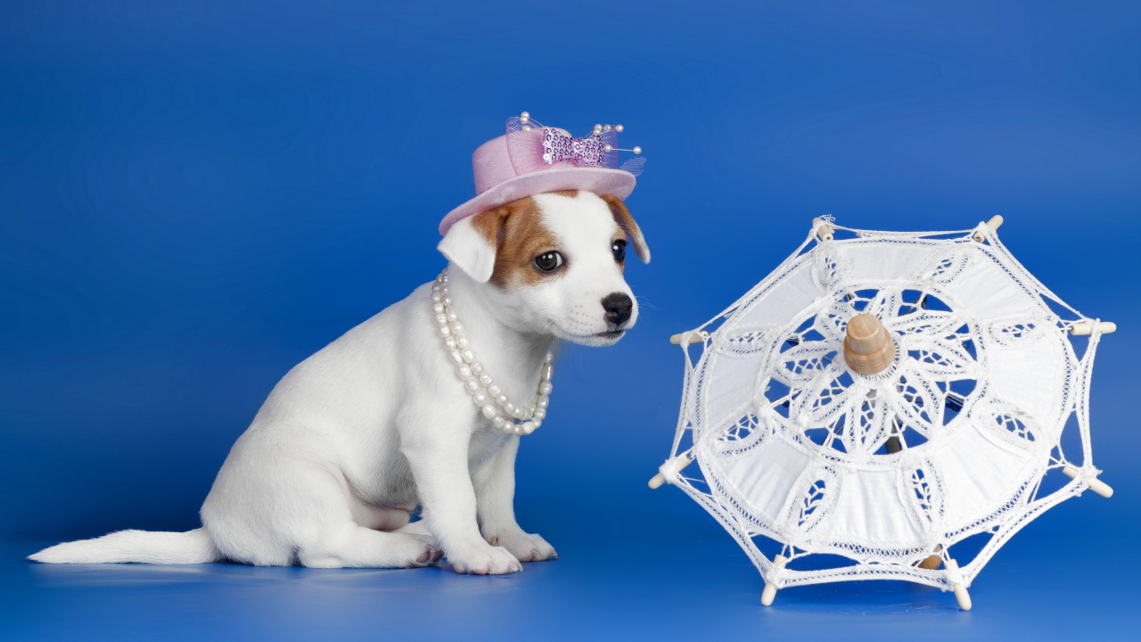 White Short Coated Puppy Wearing Pink Hat. Wallpaper in 1280x720 Resolution