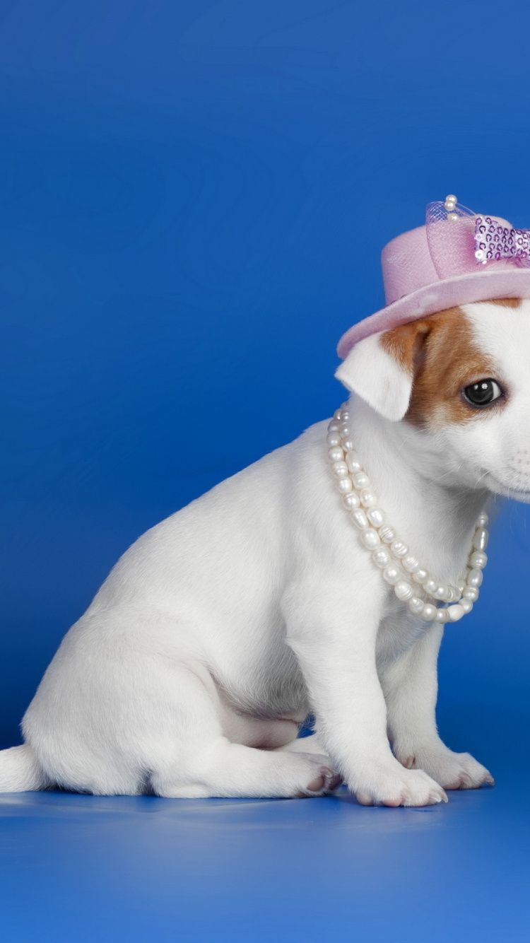 White Short Coated Puppy Wearing Pink Hat. Wallpaper in 750x1334 Resolution