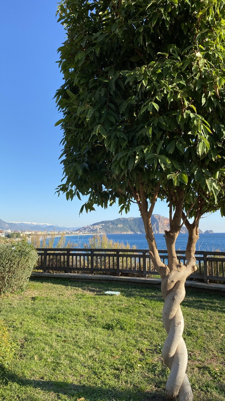 Baum, Blatt, Wissenschaft, Biologie, Natur. Wallpaper in 720x1280 Resolution