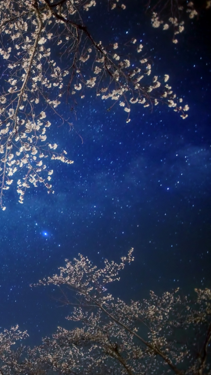 樱花, 开花, 黑暗, 天空, 地球的气氛 壁纸 720x1280 允许