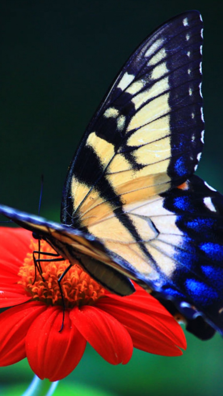 Tigre Machaon Perché Sur Fleur D'oranger en Photographie Rapprochée Pendant la Journée. Wallpaper in 720x1280 Resolution