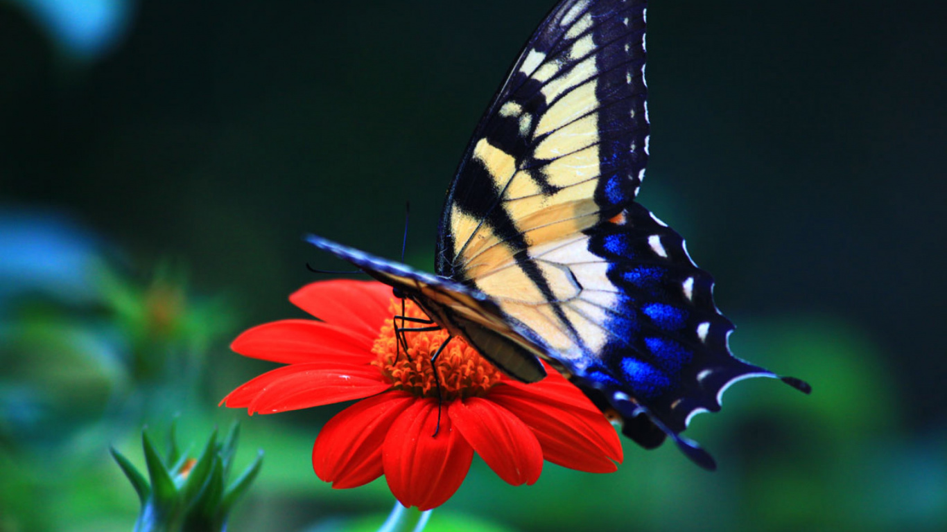 Tiger Swallowtail Butterfly Perched on Orange Flower in Close up Photography During Daytime. Wallpaper in 1366x768 Resolution
