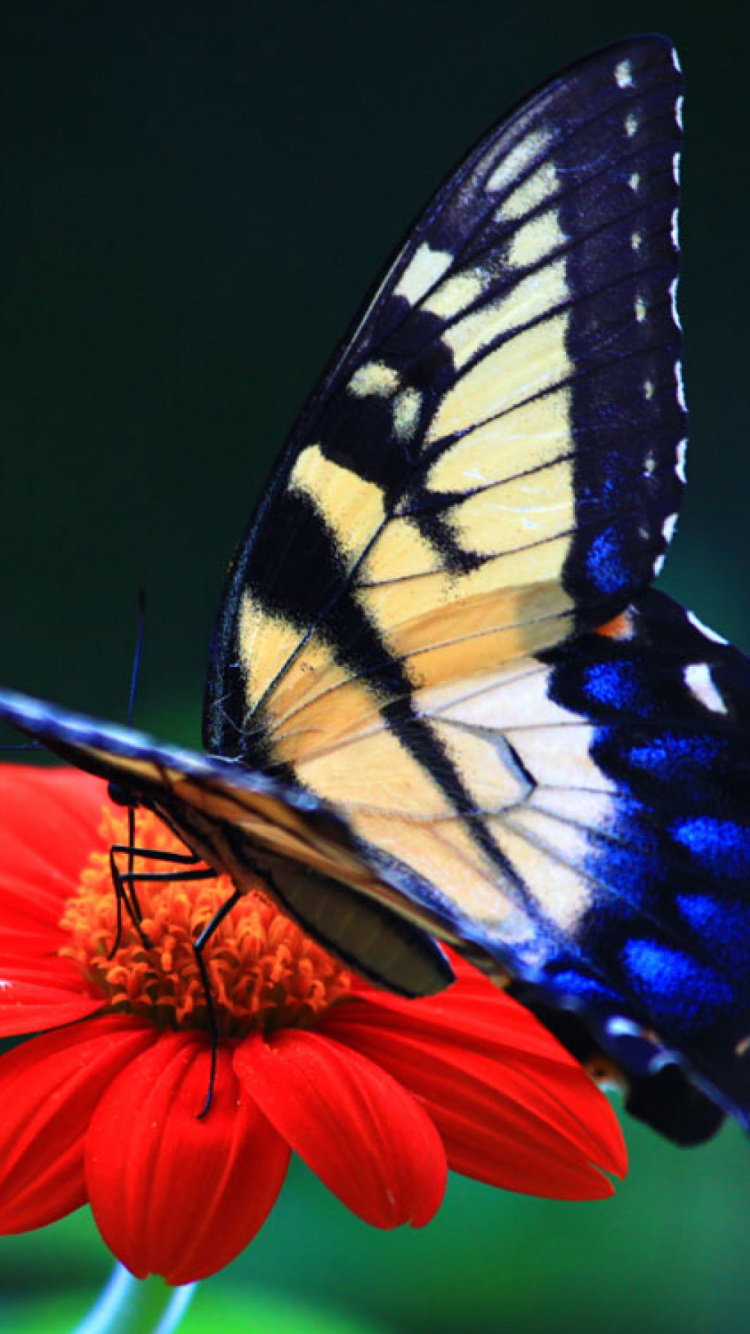 Tiger Swallowtail Butterfly Perched on Orange Flower in Close up Photography During Daytime. Wallpaper in 750x1334 Resolution