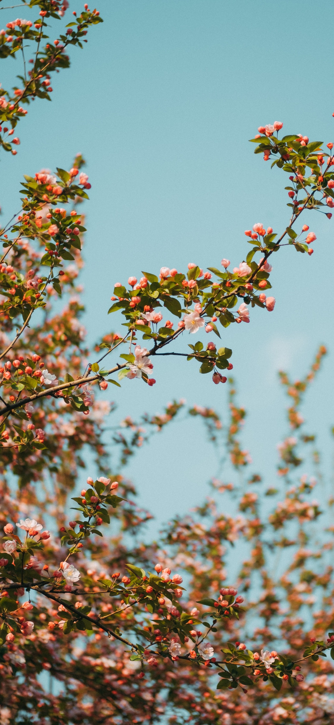 Green and Pink Flower Under Blue Sky During Daytime. Wallpaper in 1125x2436 Resolution