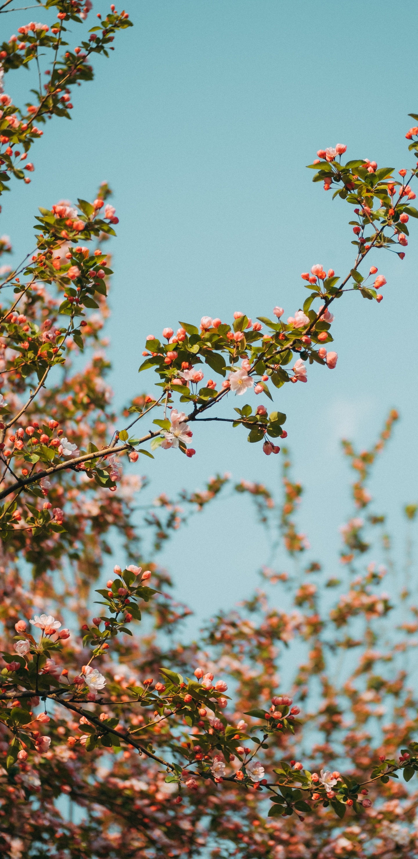 Green and Pink Flower Under Blue Sky During Daytime. Wallpaper in 1440x2960 Resolution