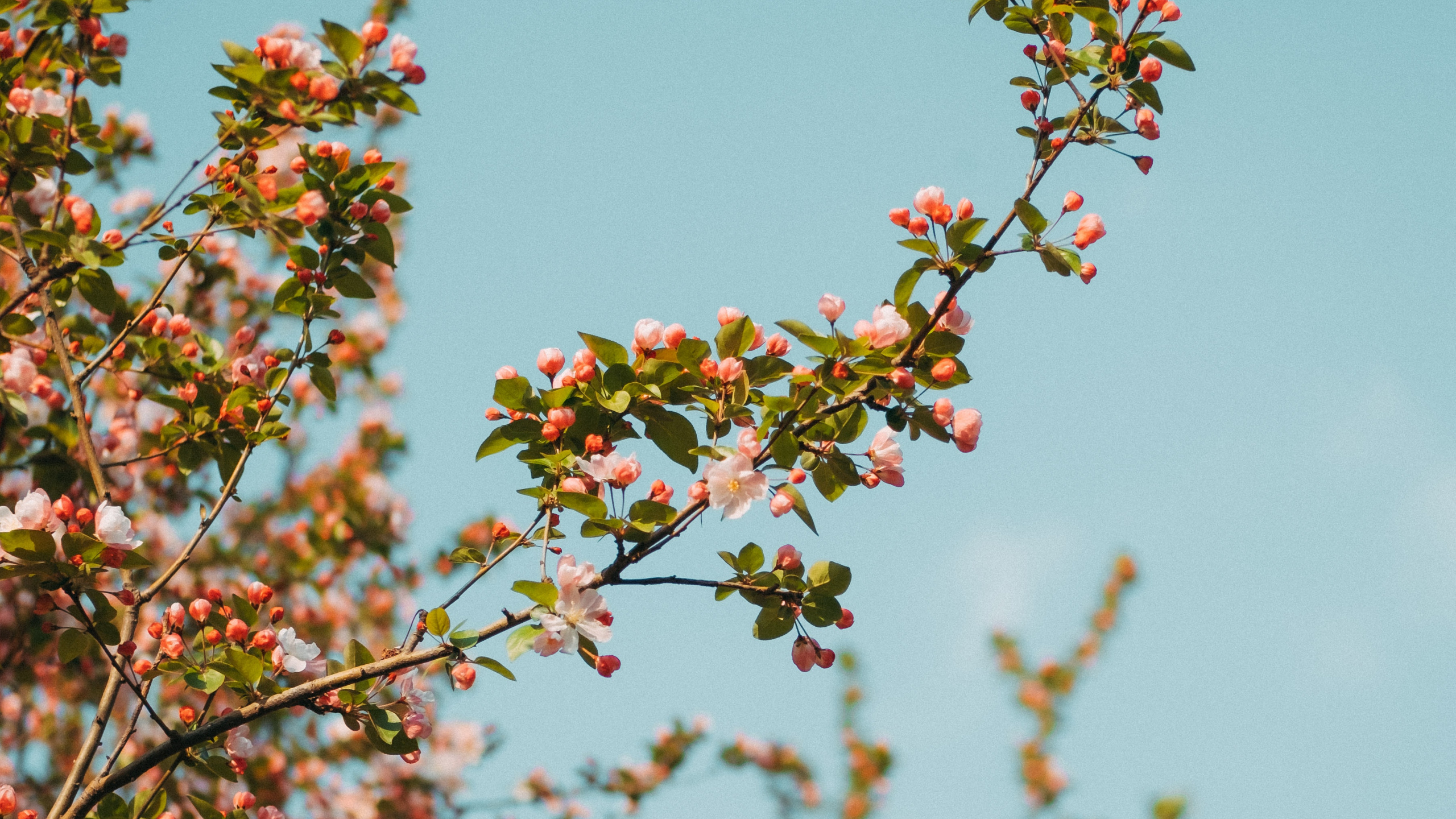 Green and Pink Flower Under Blue Sky During Daytime. Wallpaper in 2560x1440 Resolution