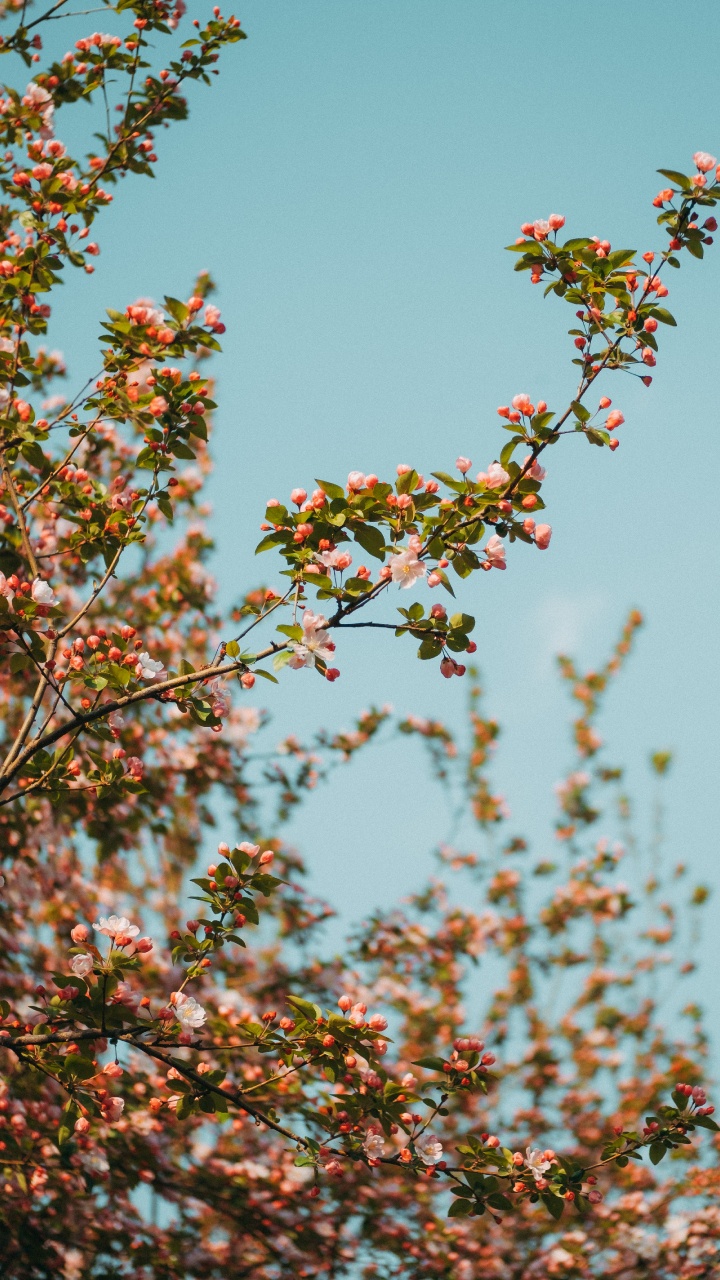 Green and Pink Flower Under Blue Sky During Daytime. Wallpaper in 720x1280 Resolution