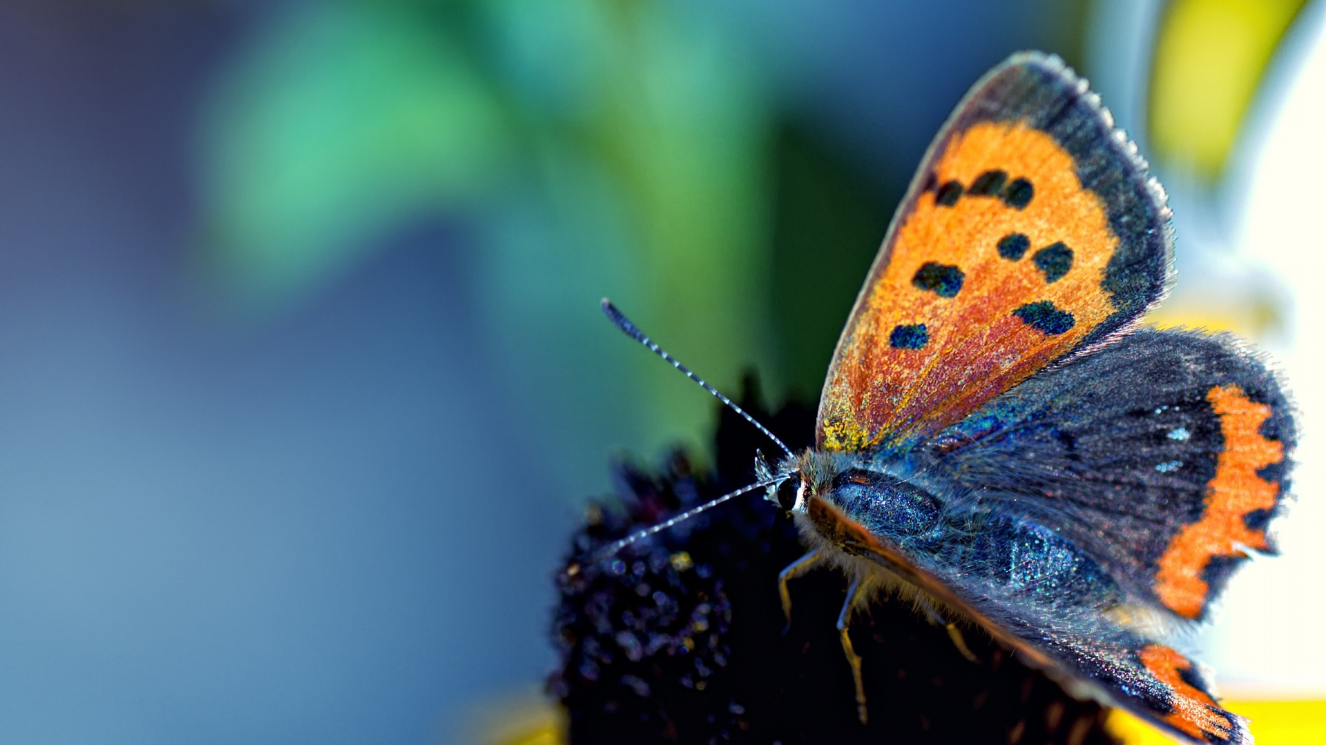 Mariposa Marrón y Azul Posado Sobre Flor Negra en Fotografía de Cerca Durante el Día. Wallpaper in 1920x1080 Resolution