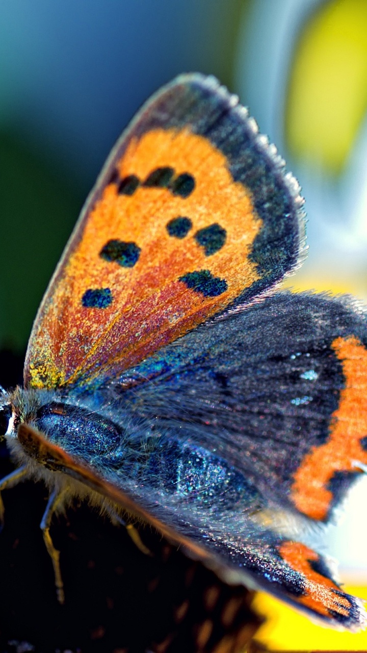 Brown and Blue Butterfly Perched on Black Flower in Close up Photography During Daytime. Wallpaper in 720x1280 Resolution