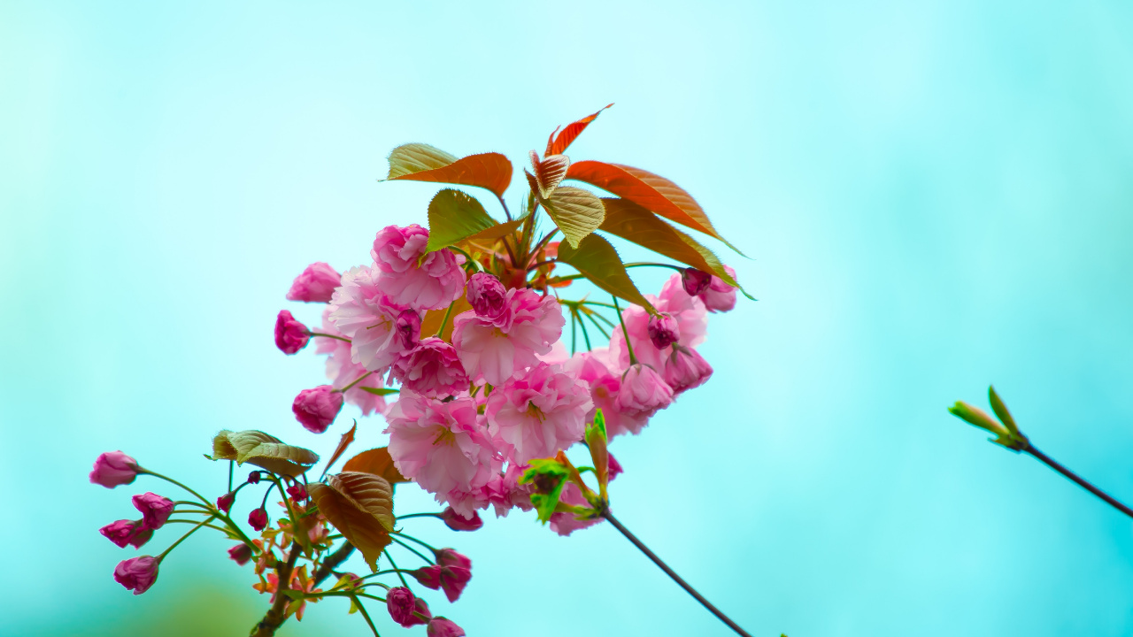 Pink Flower With Green Leaves. Wallpaper in 1280x720 Resolution