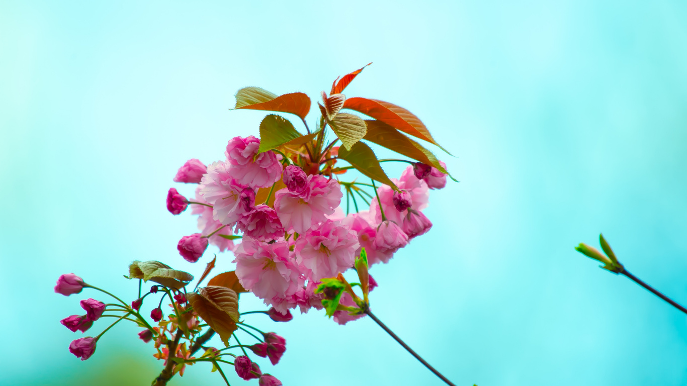 Pink Flower With Green Leaves. Wallpaper in 1366x768 Resolution