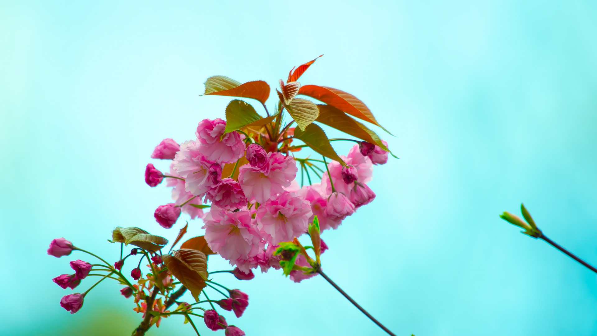 Pink Flower With Green Leaves. Wallpaper in 1920x1080 Resolution
