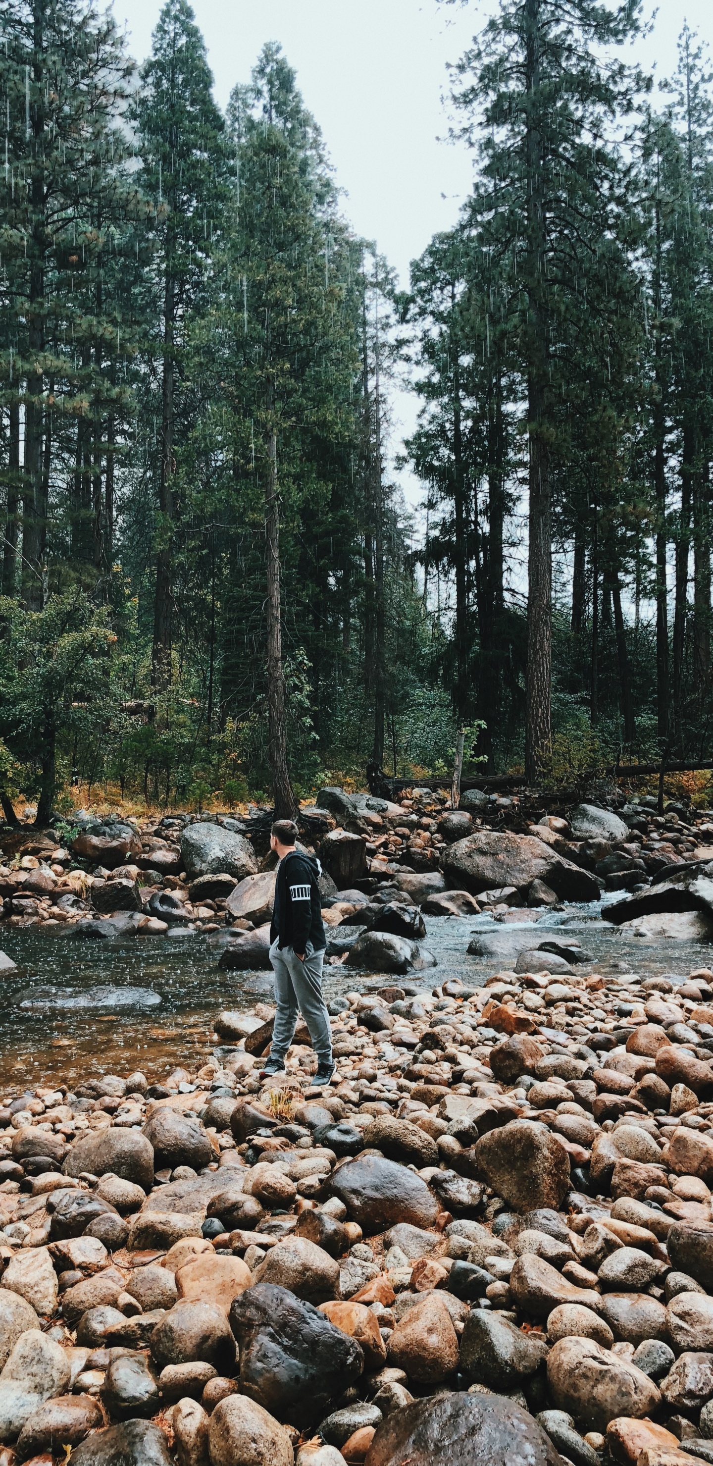 Desierto, Agua, Lecho de un Arroyo, Los Bosques de Viejo Crecimiento, Entorno Natural. Wallpaper in 1440x2960 Resolution