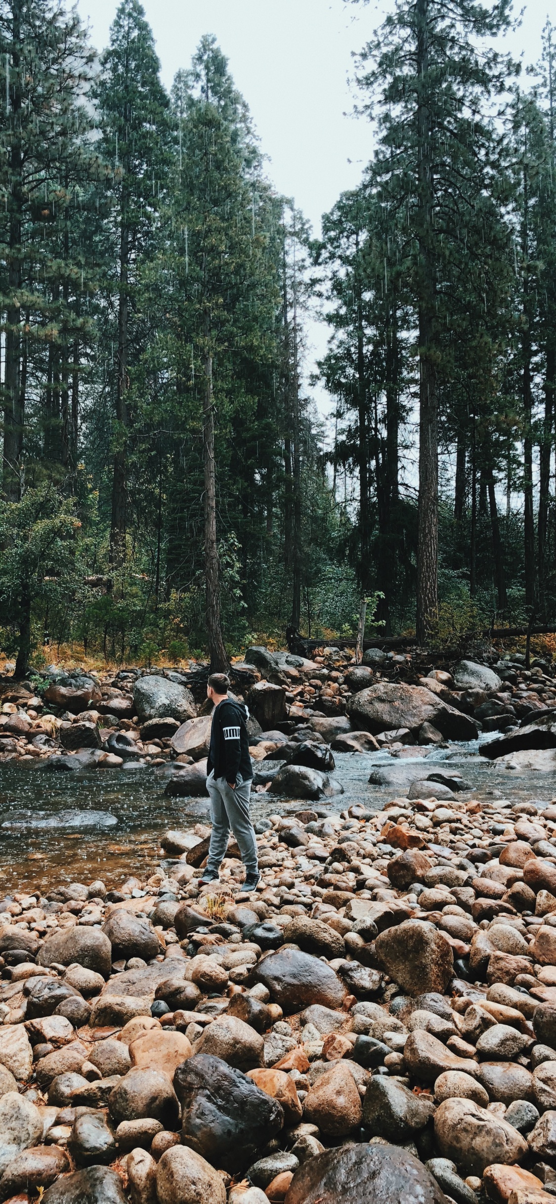 Wilderness, Water, Stream Bed, Old Growth Forest, Natural Environment. Wallpaper in 1125x2436 Resolution