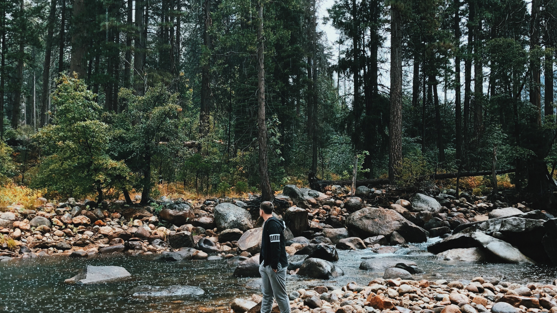 Wilderness, Water, Stream Bed, Old Growth Forest, Natural Environment. Wallpaper in 1920x1080 Resolution