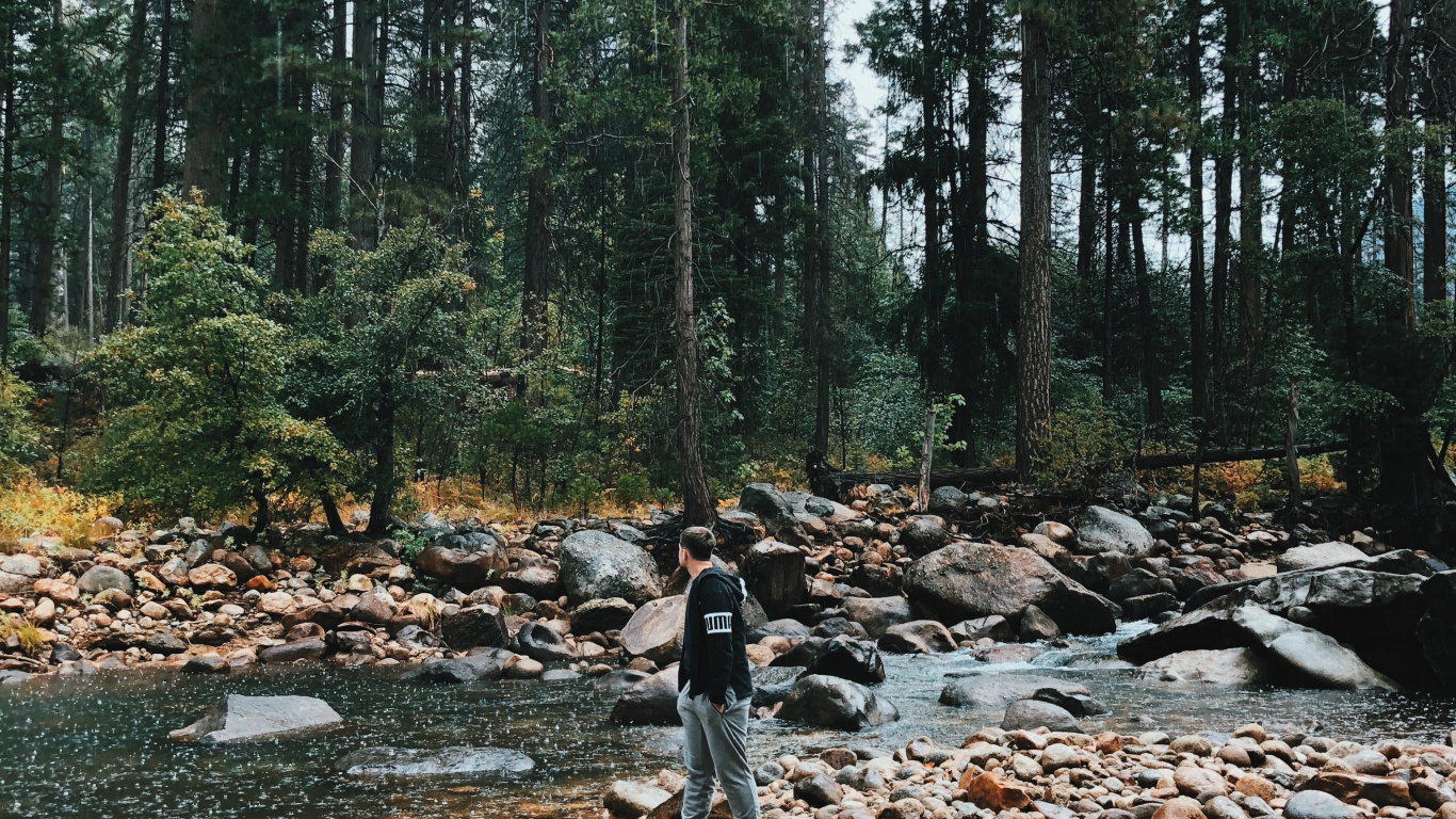 Wildnis, Wasser, Stream Bett, Den Alten Wald, Natürlichen Umgebung. Wallpaper in 1366x768 Resolution