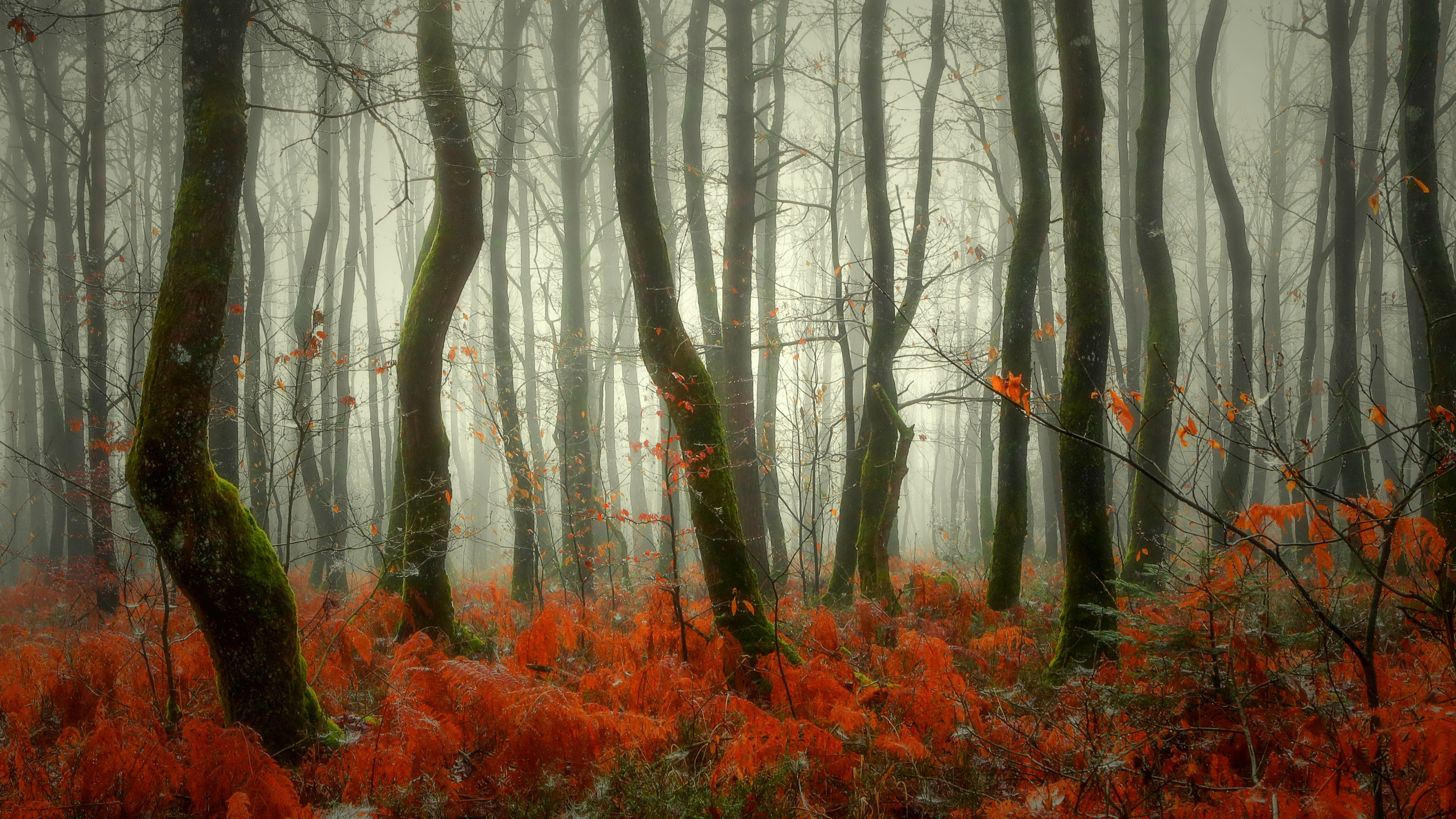Braune Bäume Mit Roten Blättern. Wallpaper in 3840x2160 Resolution