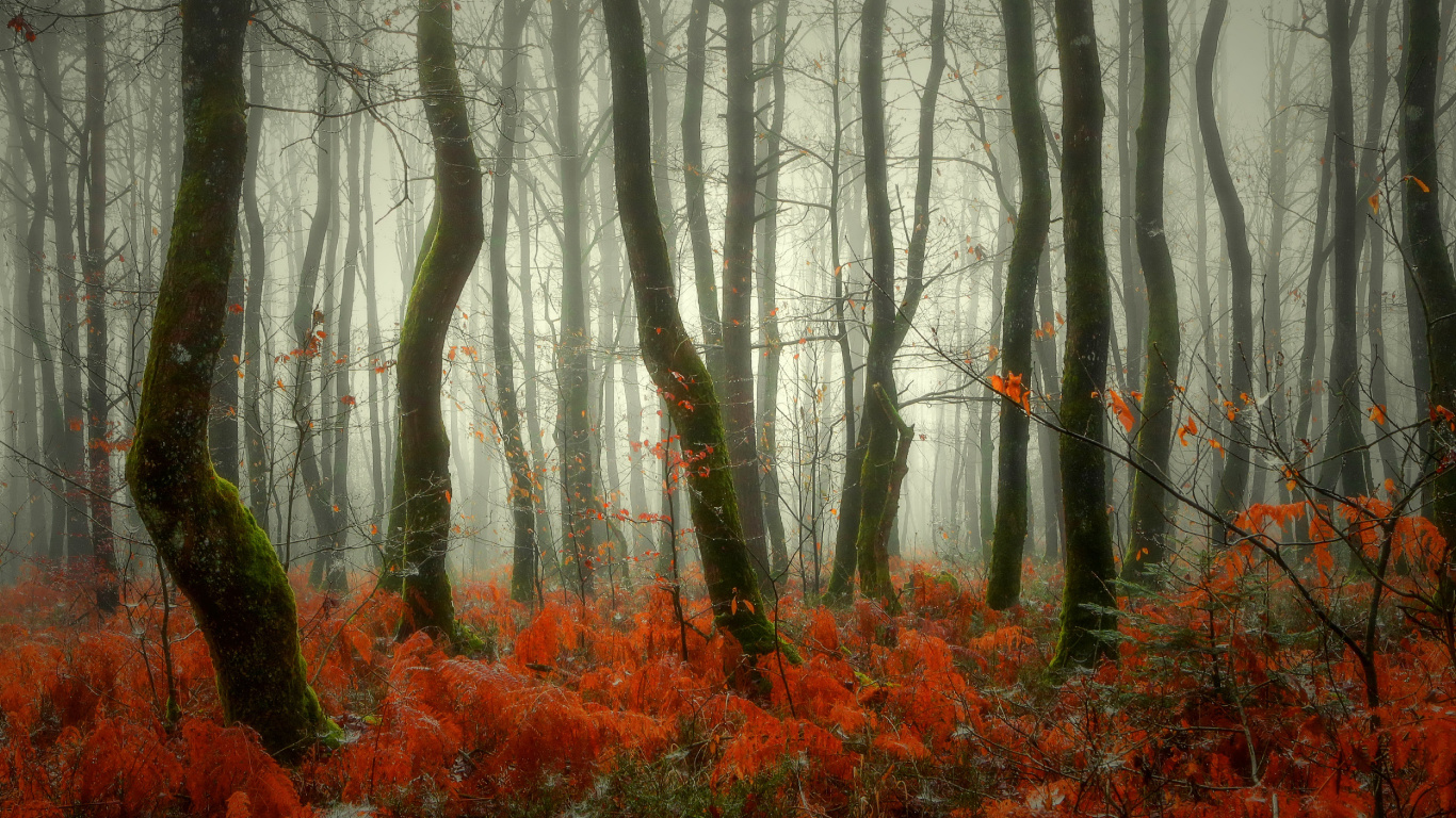 Arbres Bruns Aux Feuilles Rouges. Wallpaper in 1366x768 Resolution