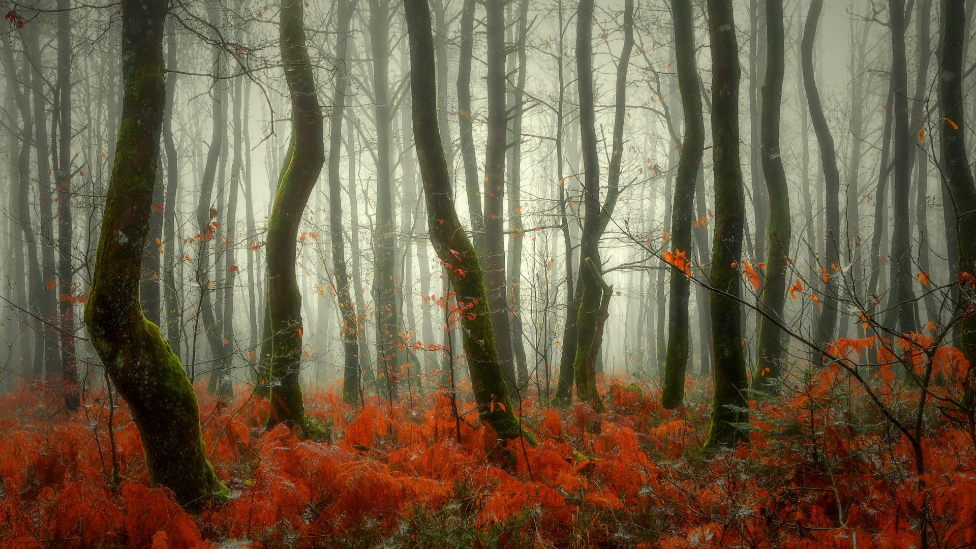 Arbres Bruns Aux Feuilles Rouges. Wallpaper in 1920x1080 Resolution