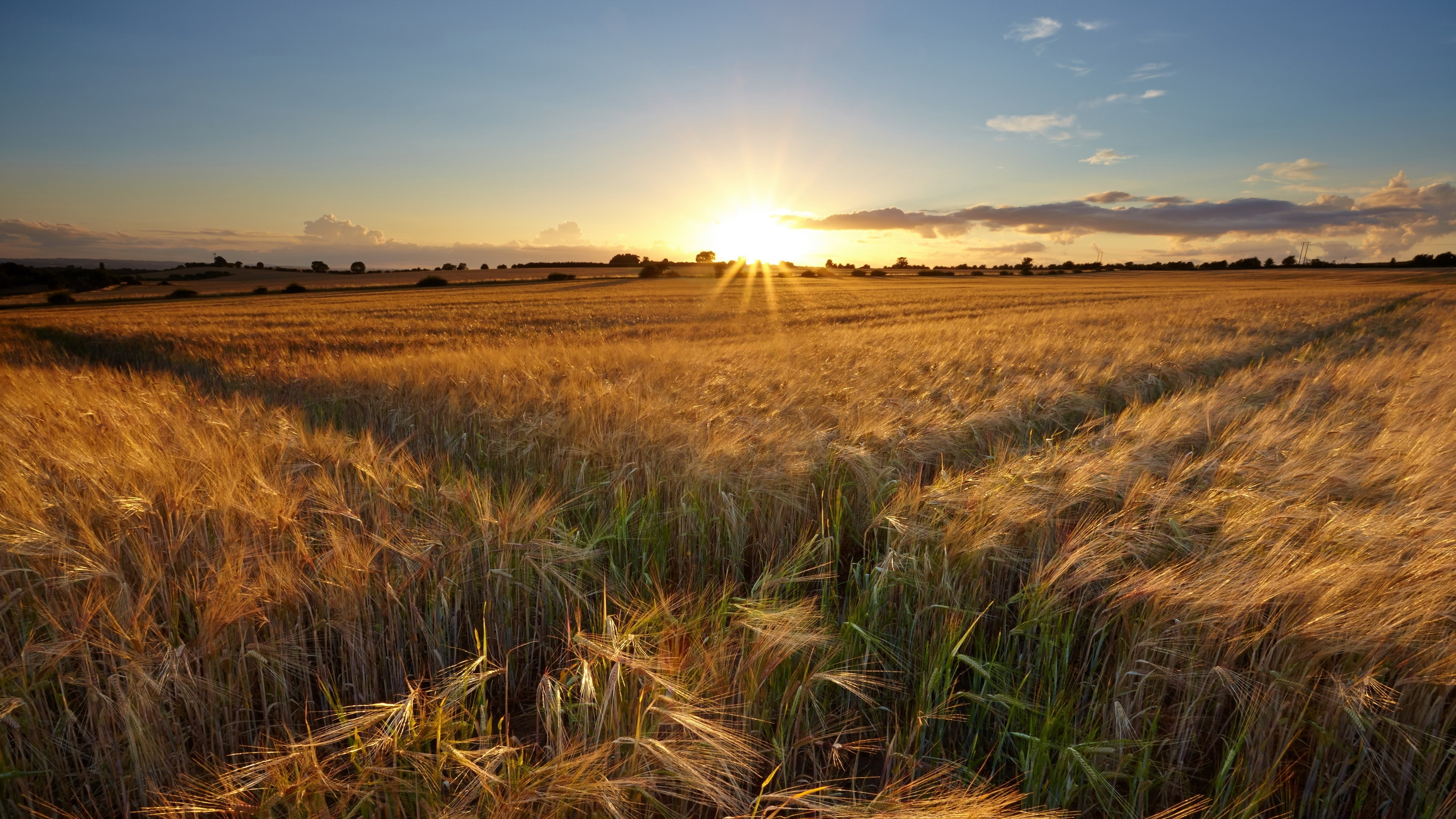 Brown Grass Field Under Blue Sky During Daytime. Wallpaper in 2560x1440 Resolution