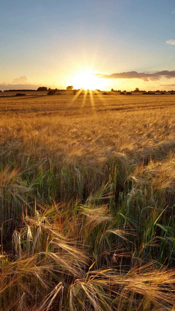 Champ D'herbe Brune Sous Ciel Bleu Pendant la Journée. Wallpaper in 720x1280 Resolution