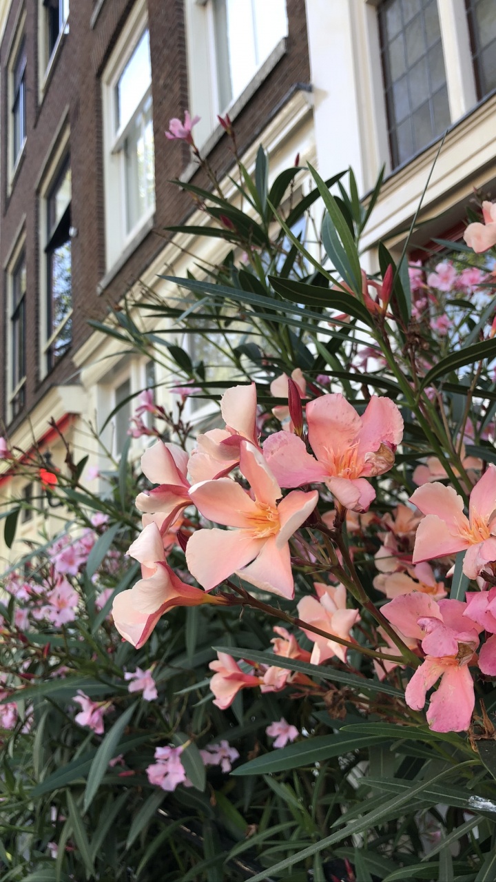 Flower, Flowering Plant, Physics, Biology, Science. Wallpaper in 720x1280 Resolution