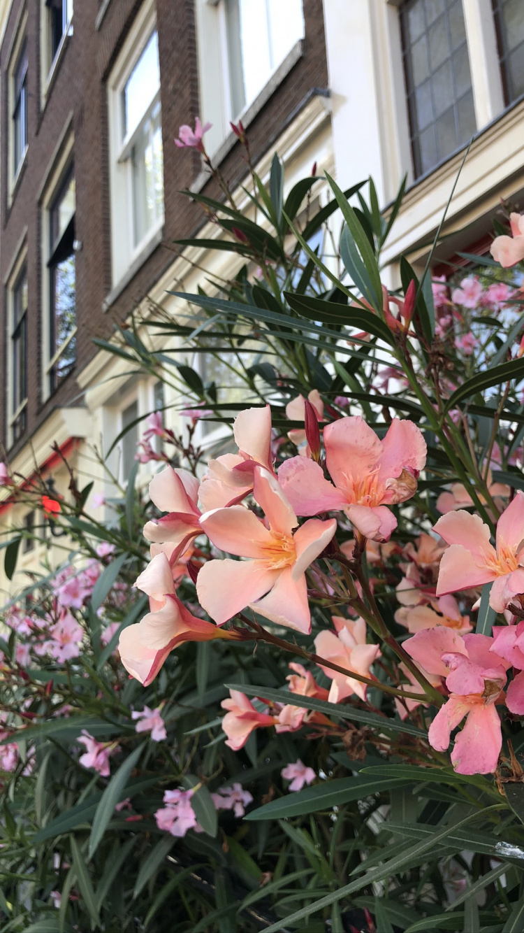 Flower, Flowering Plant, Physics, Biology, Science. Wallpaper in 750x1334 Resolution