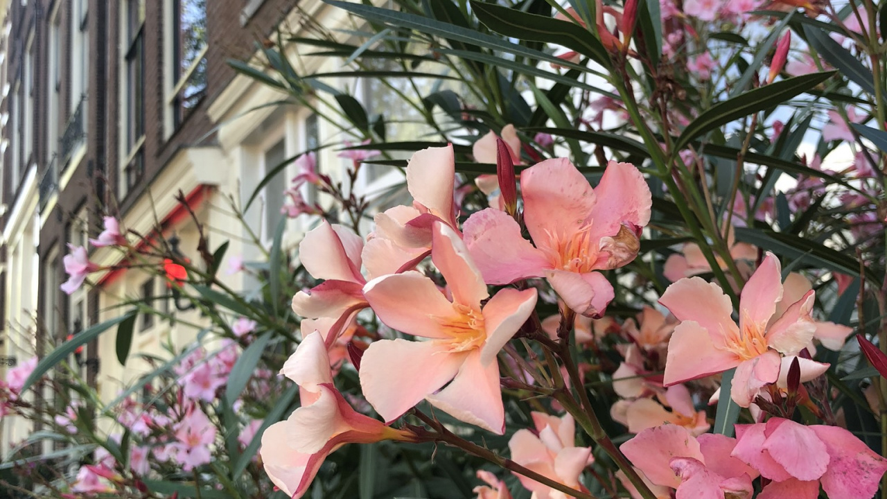 la Floraison de la Plante, Physique, Biologie, Sciences, Fenêtre. Wallpaper in 1280x720 Resolution