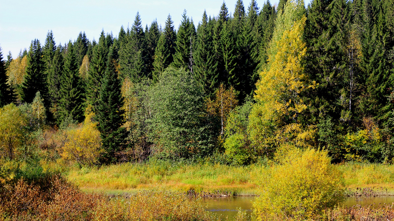 Green Trees Near Body of Water During Daytime. Wallpaper in 1366x768 Resolution