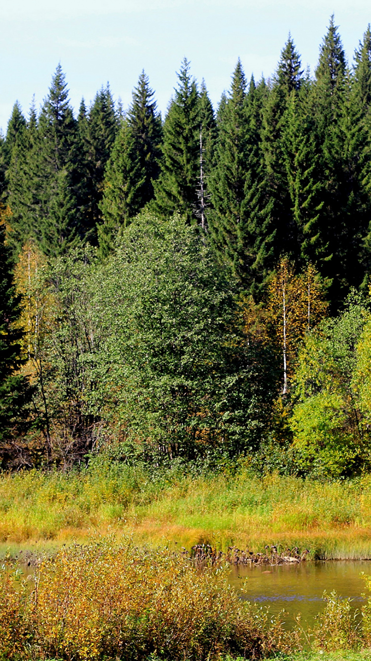 Green Trees Near Body of Water During Daytime. Wallpaper in 750x1334 Resolution