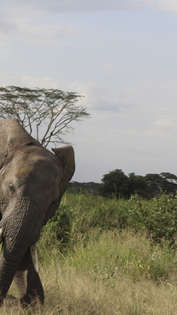 Brown Elephant on Green Grass Field During Daytime. Wallpaper in 720x1280 Resolution