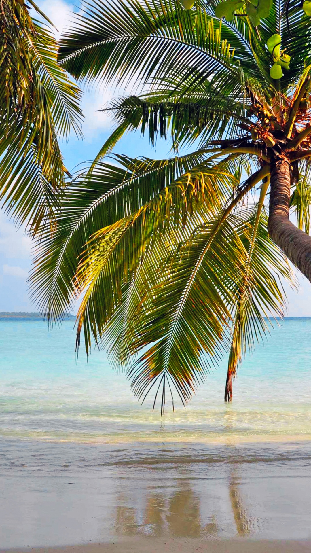 Green Palm Tree on Beach During Daytime. Wallpaper in 1080x1920 Resolution