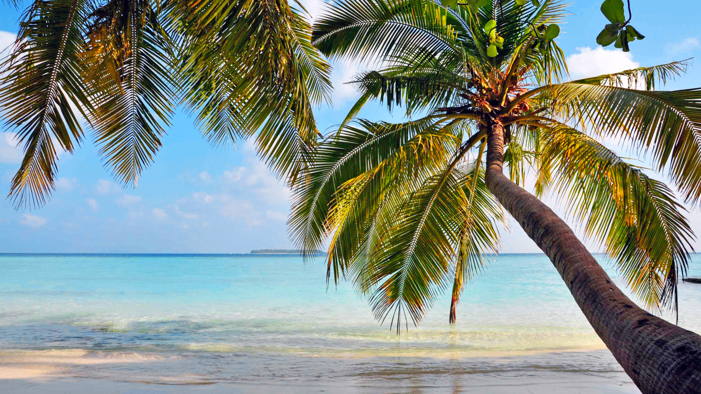 Green Palm Tree on Beach During Daytime. Wallpaper in 1366x768 Resolution