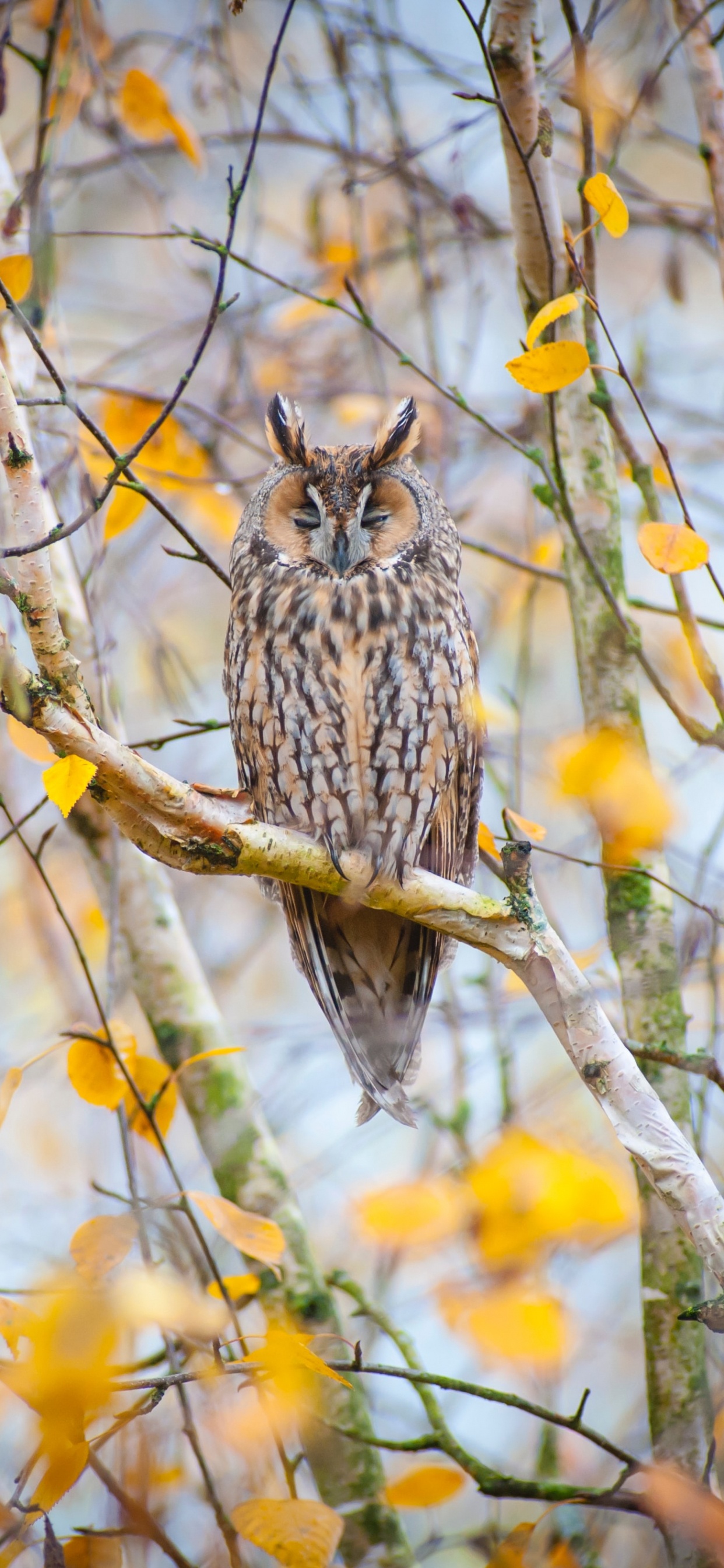 Búho Marrón y Blanco Posado en la Rama de un Árbol Marrón Durante el Día. Wallpaper in 1242x2688 Resolution