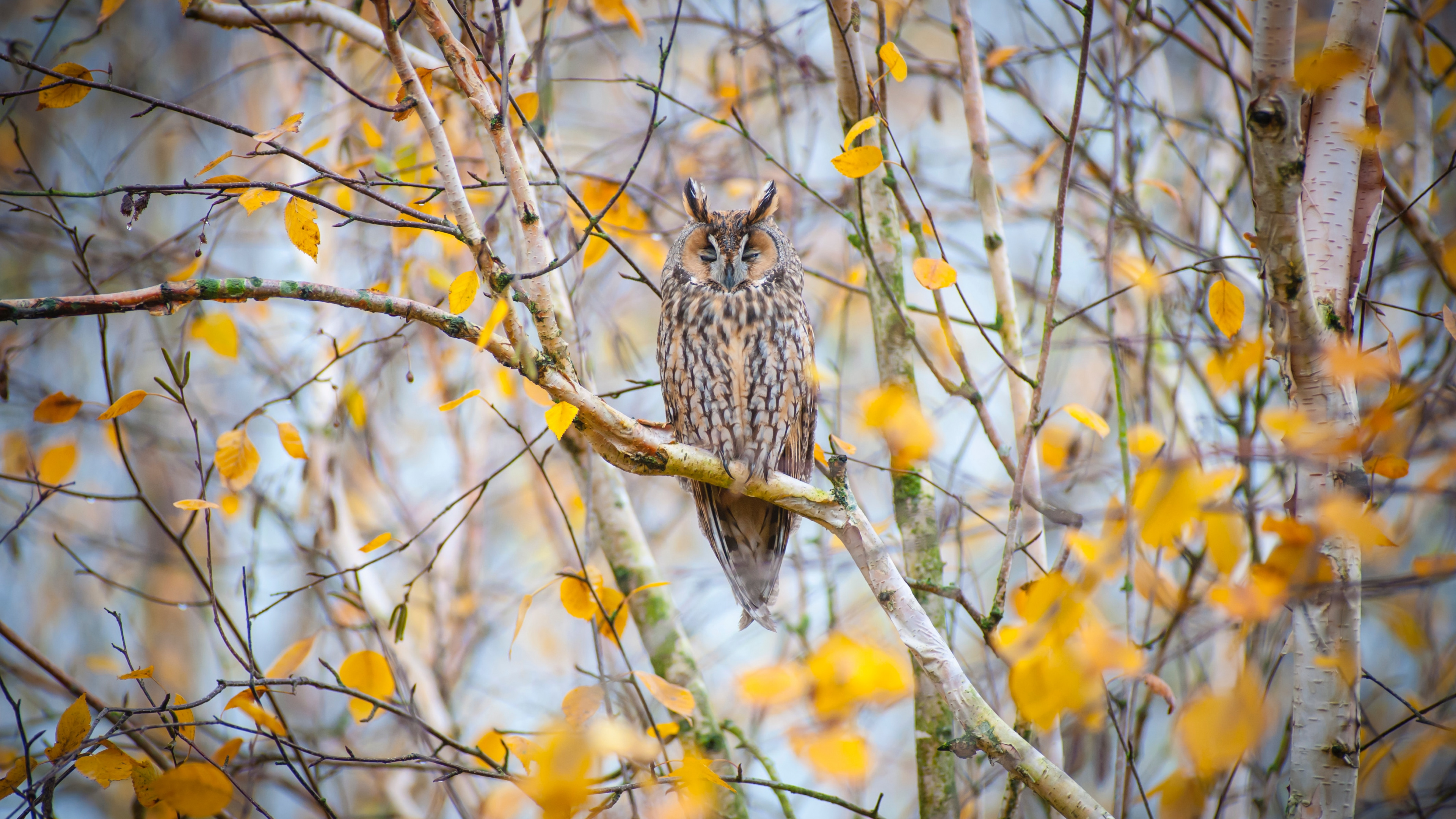 Búho Marrón y Blanco Posado en la Rama de un Árbol Marrón Durante el Día. Wallpaper in 3840x2160 Resolution