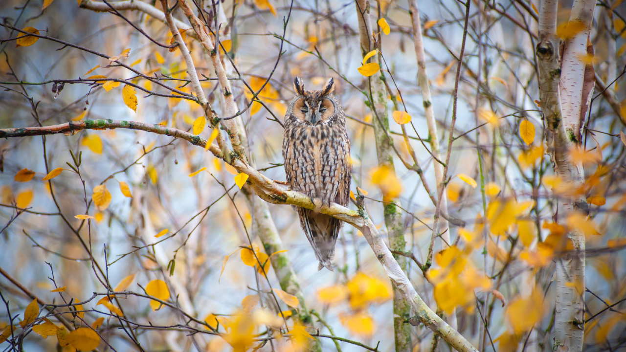 Chouette Brune et Blanche Perchée Sur Une Branche D'arbre Brune Pendant la Journée. Wallpaper in 1280x720 Resolution